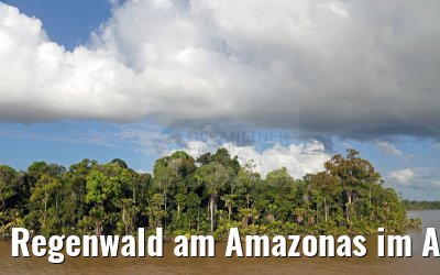 Regenwald am Amazonas im Abendlicht 17.01.2015