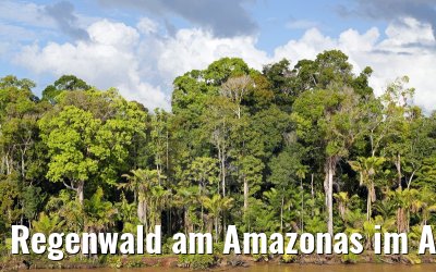 Regenwald am Amazonas im Abendlicht 17.01.2015