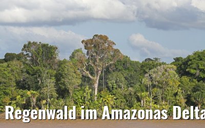 Regenwald im Amazonas Delta von Bord der MS Hamburg 17.01.2015