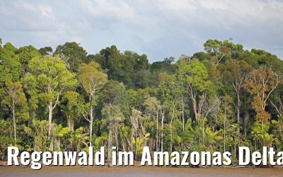Regenwald im Amazonas Delta von Bord der MS Hamburg 17.01.2015