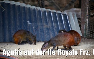 Agutis auf der Ile Royale Frz. Guyana 19.01.2015