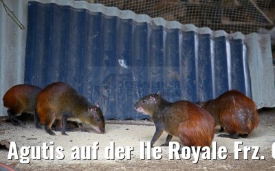 Agutis auf der Ile Royale Frz. Guyana 19.01.2015