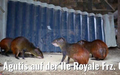 Agutis auf der Ile Royale Frz. Guyana 19.01.2015