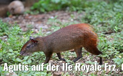 Agutis auf der Ile Royale Frz. Guyana 19.01.2015