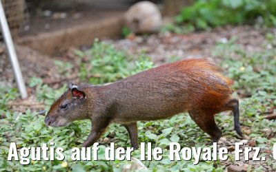 Agutis auf der Ile Royale Frz. Guyana 19.01.2015