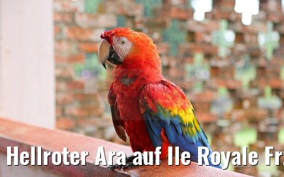 Hellroter Ara auf Ile Royale Frz. Guyana 19.01.2015