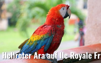 Hellroter Ara auf Ile Royale Frz. Guyana 19.01.2015