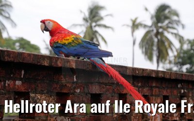 Hellroter Ara auf Ile Royale Frz. Guyana 19.01.2015
