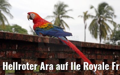 Hellroter Ara auf Ile Royale Frz. Guyana 19.01.2015