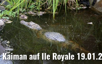 Kaiman auf Ile Royale 19.01.2015