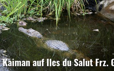Kaiman auf Iles du Salut Frz. Guyana 19.01.2015