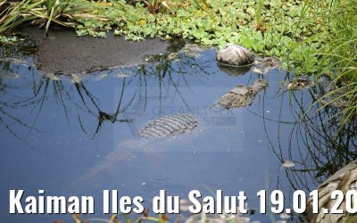 Kaiman Iles du Salut 19.01.2015