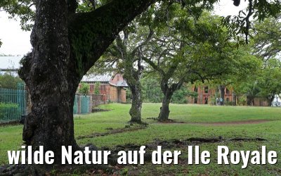 wilde Natur auf der Ile Royale Frz. Guyana 19.01.2015