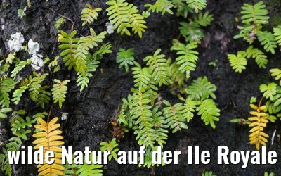 wilde Natur auf der Ile Royale Frz. Guyana 19.01.2015