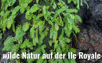 wilde Natur auf der Ile Royale Frz. Guyana 19.01.2015