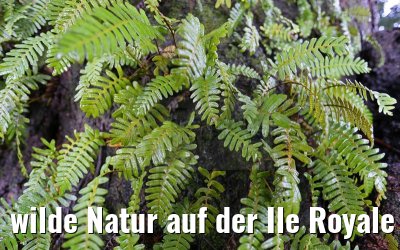 wilde Natur auf der Ile Royale Frz. Guyana 19.01.2015