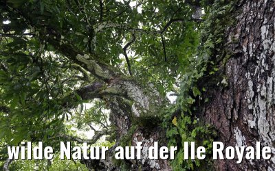 wilde Natur auf der Ile Royale Frz. Guyana 19.01.2015