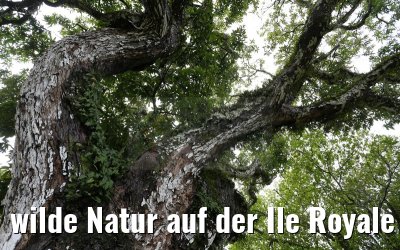 wilde Natur auf der Ile Royale Frz. Guyana 19.01.2015