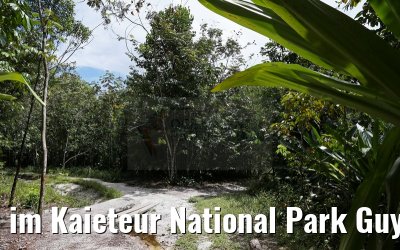 im Kaieteur National Park Guyana 21.01.2015