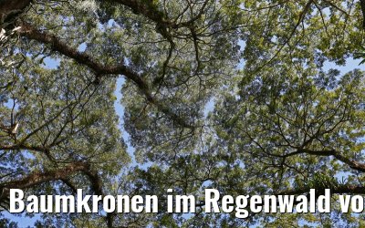 Baumkronen im Regenwald von Tobago am 24.01.2015
