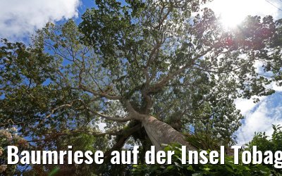 Baumriese auf der Insel Tobago 24.01.2015