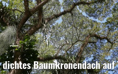 dichtes Baumkronendach auf Tobago 24.01.2015