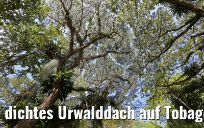 dichtes Urwalddach auf Tobago 24.01.2015