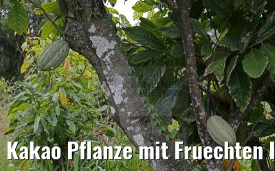 Kakao Pflanze mit Fruechten Insel Tobago 24.01.2015