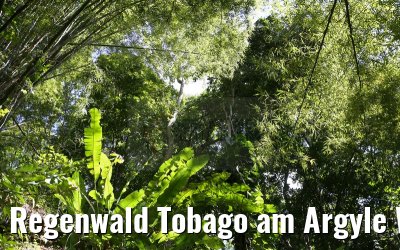 Regenwald Tobago am Argyle Wasserfall 24.01.2015