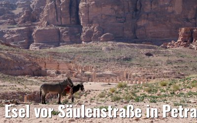 Esel vor Säulenstraße in Petra