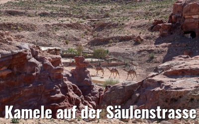 Kamele auf der Säulenstrasse in Petra