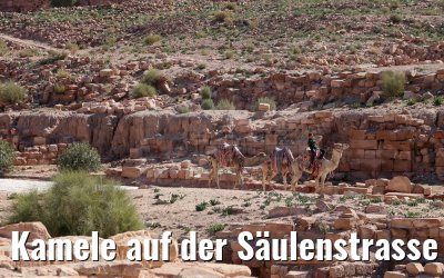 Kamele auf der Säulenstrasse in Petra, Jordanien