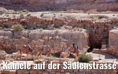 Kamele auf der Säulenstrasse in Petra, Jordanien