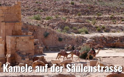 Kamele auf der Säulenstrasse in Petra, Jordanien