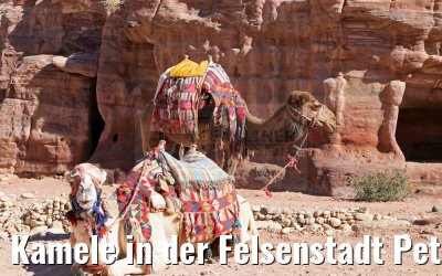 Kamele in der Felsenstadt Petra