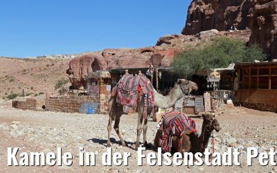 Kamele in der Felsenstadt Petra