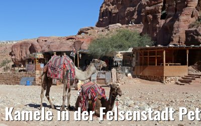 Kamele in der Felsenstadt Petra