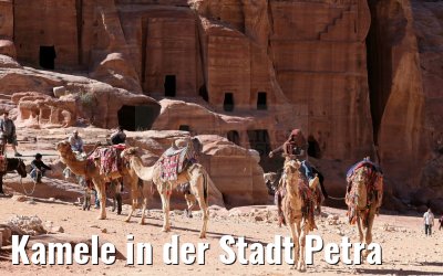 Kamele in der Stadt Petra