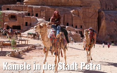 Kamele in der Stadt Petra
