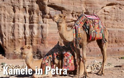 Kamele in Petra