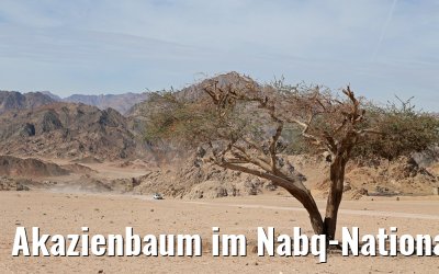 Akazienbaum im Nabq-Nationalpark