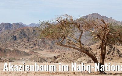 Akazienbaum im Nabq-Nationalpark
