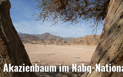 Akazienbaum im Nabq-Nationalpark