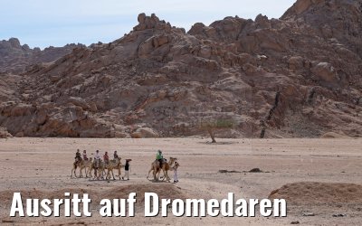 Ausritt auf Dromedaren