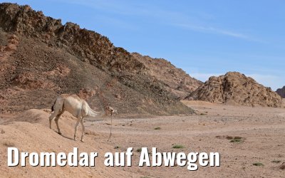 Dromedar auf Abwegen