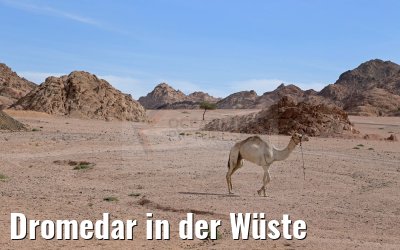 Dromedar in der Wüste
