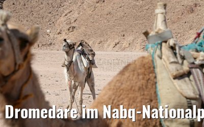 Dromedare im Nabq-Nationalpark
