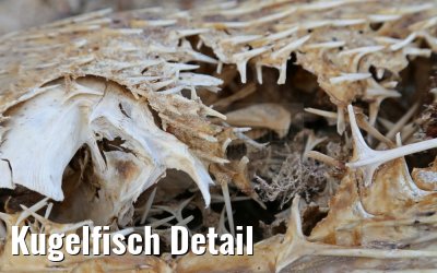 Kugelfisch Detail