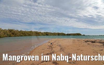 Mangroven im Nabq-Naturschutzgebiet