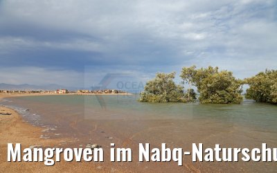 Mangroven im Nabq-Naturschutzgebiet